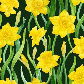 Daffodils on Dark Green