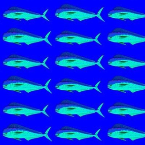 Mahi-Mahi (Dolphinfish) male and female blues on deep blue