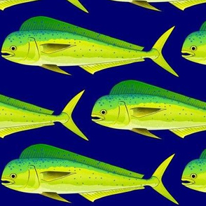 Mahi-Mahi (Dolphinfish) male on darker blue lg