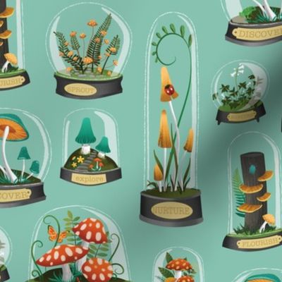 mushrooms terrariums