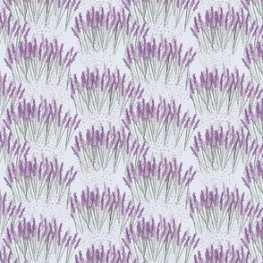 Light lavender fields