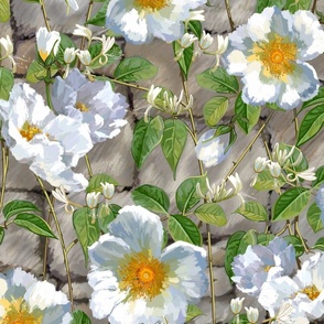 Roses on the Wall + White Honeysuckle