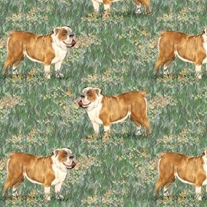 Brown and White English Bulldog on Wildflowers