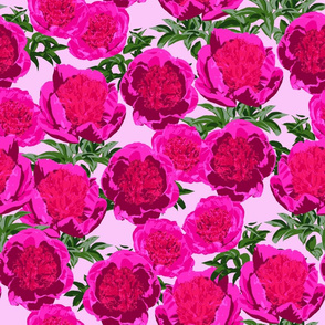 Pink Peonies