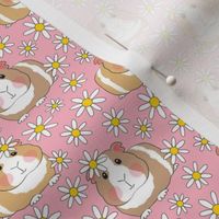 small guinea pigs and cute daisies on pink