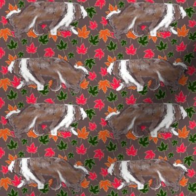 Brown Bearded Collie Maple Leaves brown