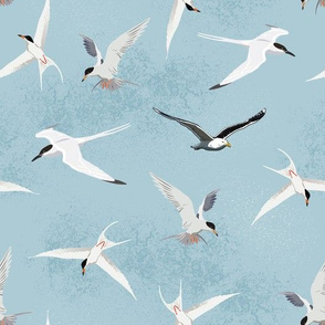Sea Birds-Terns-Gull-01