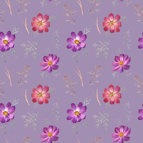 Cosmos flowers (on violet)