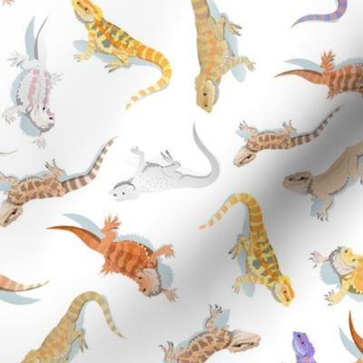 Bearded dragon scatter on white