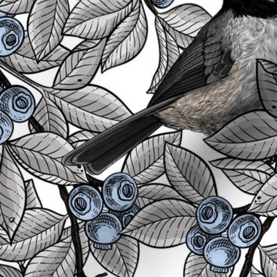 Chickadee birds on blueberry branches 5