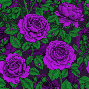 Purple roses on dark background