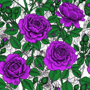 Purple roses on a white background