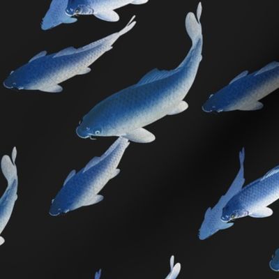 Koi Fish - Medium - Blue and Black