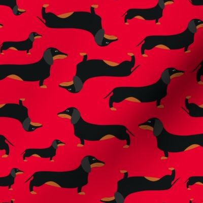 Dachshunds, red