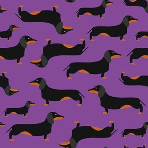 Dachshunds, violet