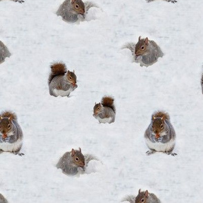 gray squirrels in the snow - large 