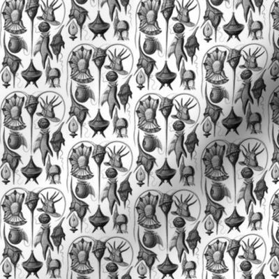 Ernst Haeckel Peridinea Black & White Ditsy