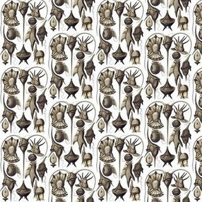 Ernst Haeckel Peridinea Coffee Brown Ditsy