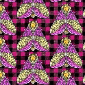 rosy maple moth plaid large scale