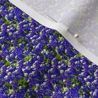 Bluebonnets Ditsy