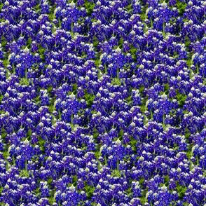 Bluebonnets Ditsy