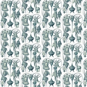 Ernst Haeckel Peridinea Cerulean on White Ditsy