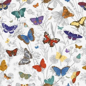 Butterflies. Colorful