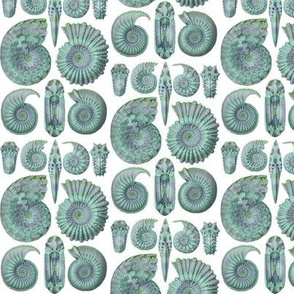 Ernst Haeckel Ammonitida Ammonite Sea Glass