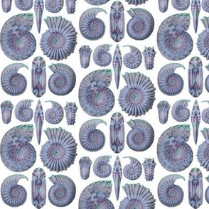 Ernst Haeckel Ammonitida Ammonite Ocean Blues