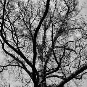 Abstract Branches