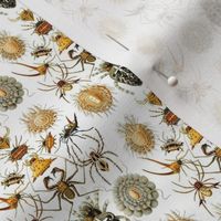 Ernst Haeckel Arachnida Spiders Ditsy