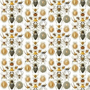 Ernst Haeckel Arachnida Spiders Ditsy