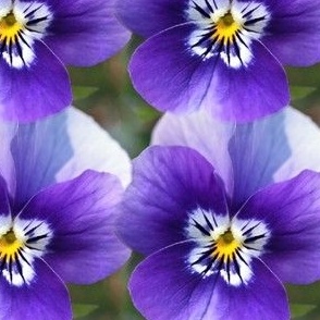 Large scale painterly floral purple pansies