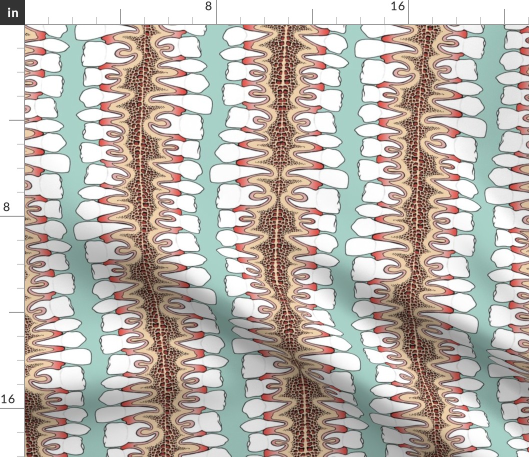 Teeth in gums