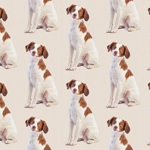 Brittany Spaniel