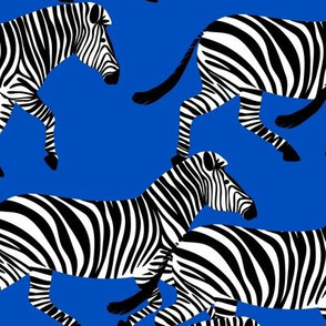 zebras on blue - LAD20