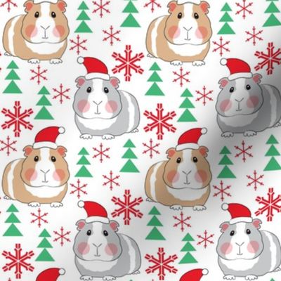 medium guinea pigs with santa hats