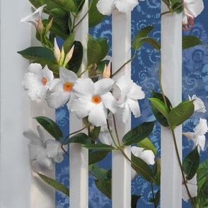 8x11-Inch Repeat of White Mandevilla with Blue Tie Dye