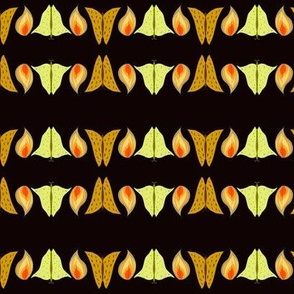 Moths Drawn to Flames