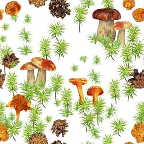 Boletus, chanterrel and pine cones on a white background