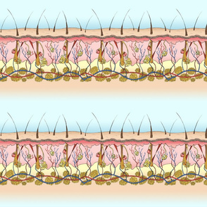 Skin Anatomy