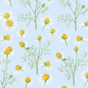 Chamomile field 