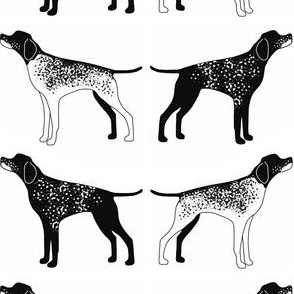 German Shorthaired Pointer black