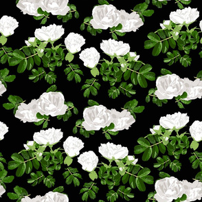 White Roses