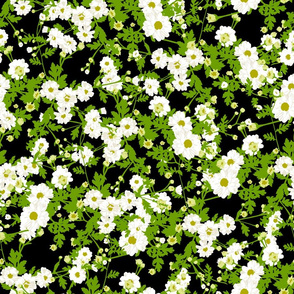 Feverfew 