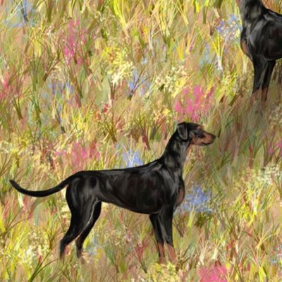 Doberman Pinschers with Natural Ears and Tails In Wildflower Field