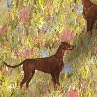 Red and Rust Doberman Pinscher with Natural Ears and Tail in Wildflower Field
