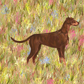 Red and Rust Doberman Pinscher with Natural Ears and Tail in Wildflower Field for Pillow