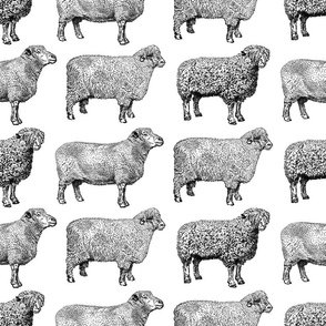 Vintage Sheep Pattern (Large Scale)