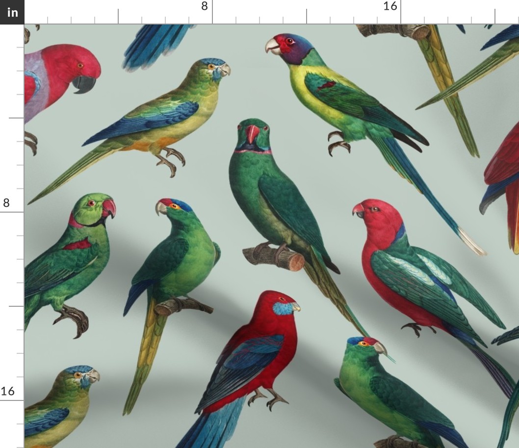 Parrots - Large - Green Gray